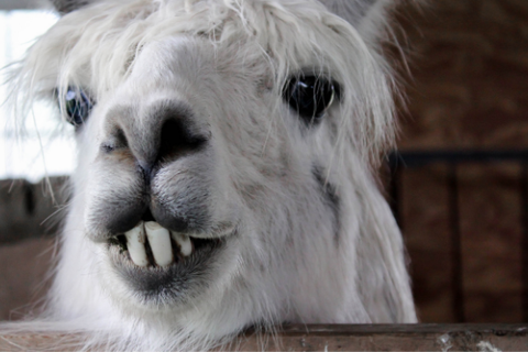 Closeup of a llama with large teeth from an underbite