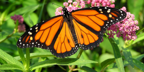 A monarch butterfly with crisp orange and sharp black colors sits on a patch of green leaves with a delicate pink flower.
