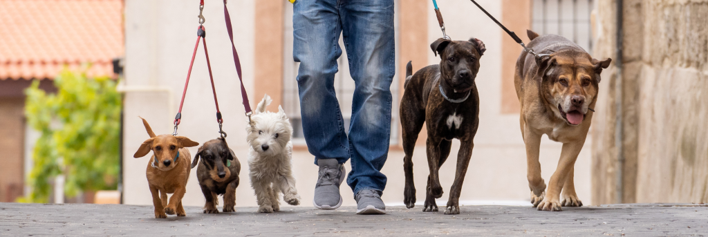A row of dogs on a leash pull forward as a person walks them on the sidewalk.