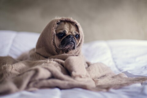 Pug dog in a blanket