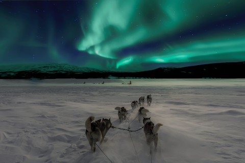 Sled dogs running under the northern lights