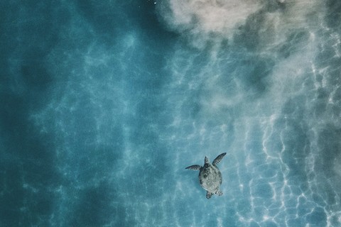aerial view of a turtle swimming in clear water