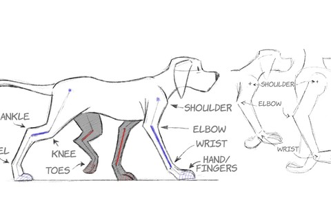 2D Animation: Animal Walk Cycles