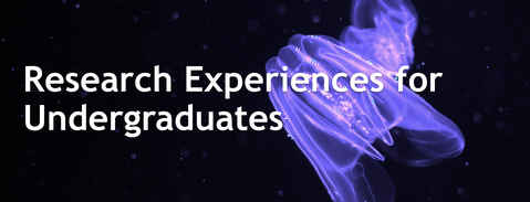 Mystic Aquarium Research Experiences for Undergraduates (REU)