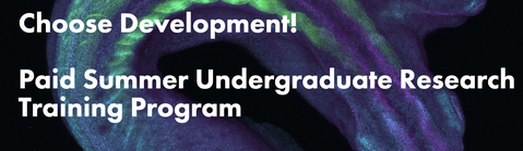 Paid Summer Undergraduate Research Training Program in Development Biology