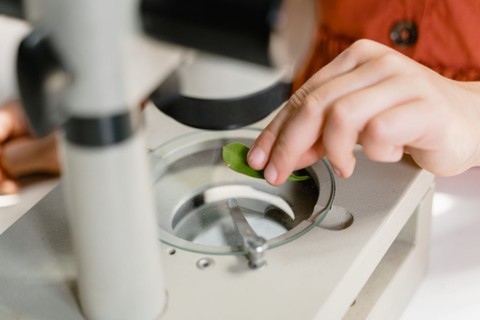 man putting leave under scope