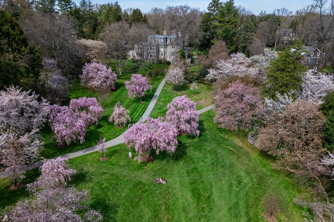 Overhead drone photo of Swarthmore's cherry blossom trees.