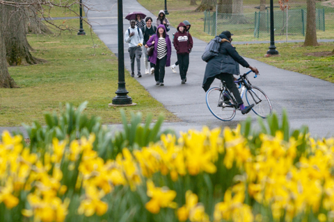 Students biking on campus on a rainy spring day with blooming daffodils in the foreground
