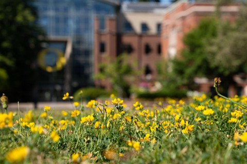 Close-up of yellow flowers on the Lillis lawn with the building