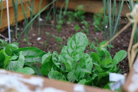 greens growing in a raised bed.
