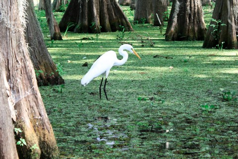 An egret bird in the swamp, at the Lake Martin