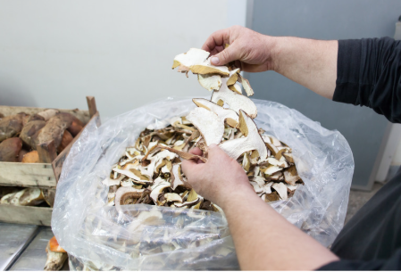 Image of person's hands sorting a bag of mushrooms.