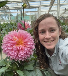 Dinnerplate Dahlia in Singapore