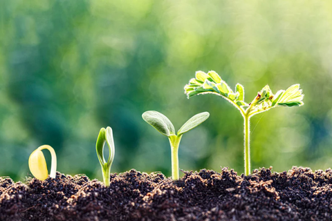 Growing plants