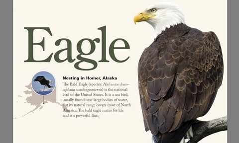 Learning Graphic Design: Things Every Designer Should Know