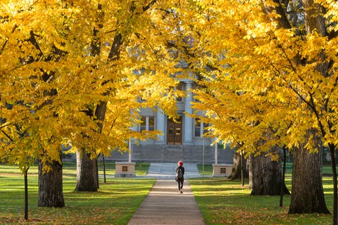 Gold leaves in CSU's Oval