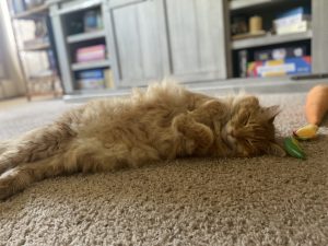 A large fluffy orange cat is laying on its side with the front paws crossed near the face