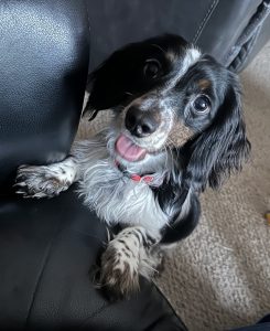 Little Nugget, a long haired miniature piebald, dapple dachshund