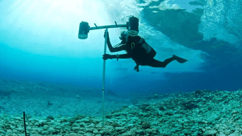 What Is A Marine Biologist, And How Can You Become One? Here’s What To Know