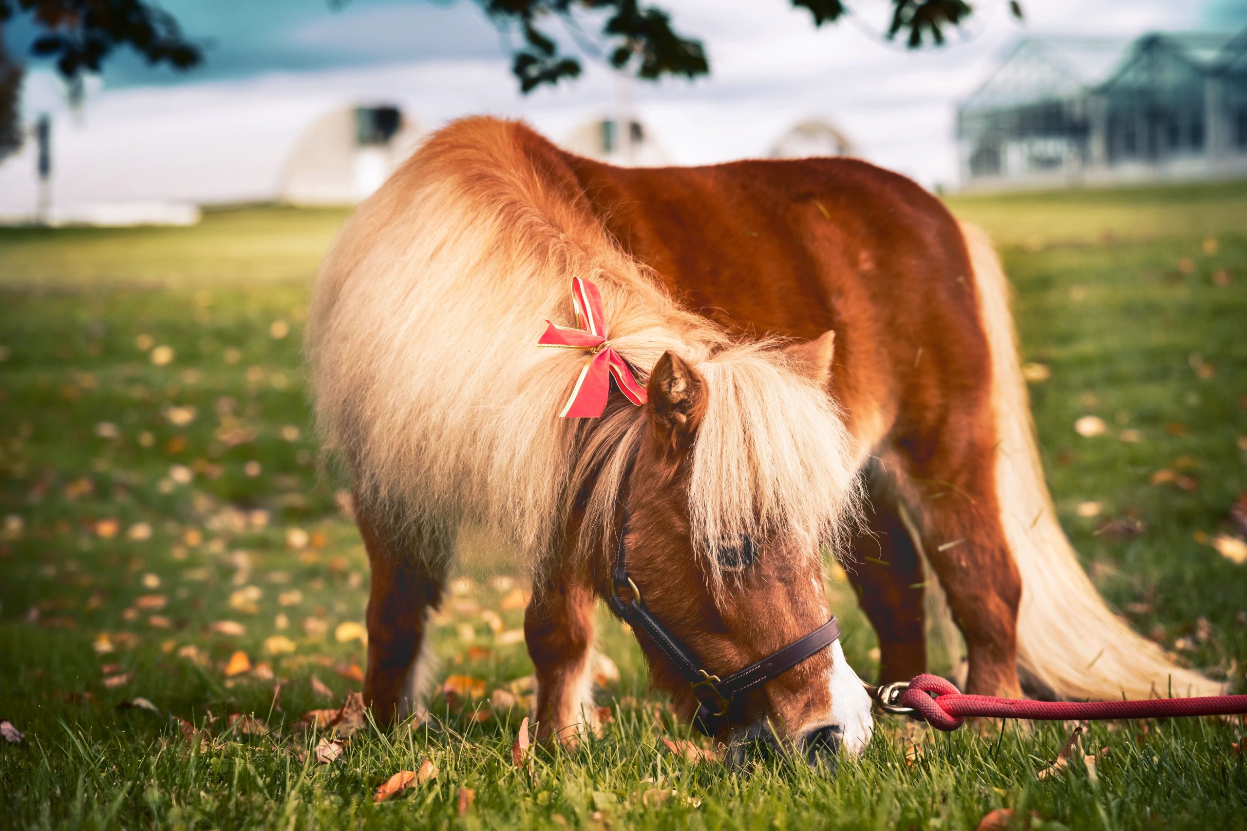 Minnie, Cornell Vet's beloved in-residence miniature horse.