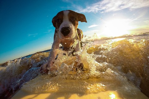 A dog surfing in the ocean