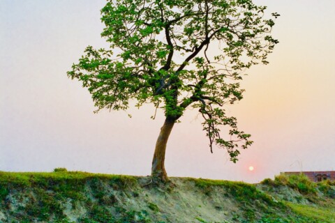 PLSC 110: World Food Crops