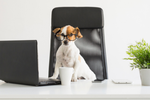 a dog wearing glasses, seated at an office desk