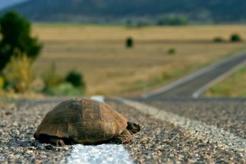 photo of turtle crossing the road