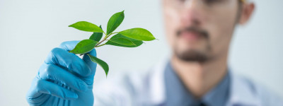 person holding green leaf plant