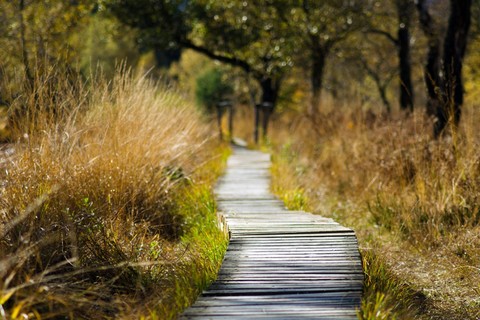 Wood boardwalk through tall grasses in autumn
