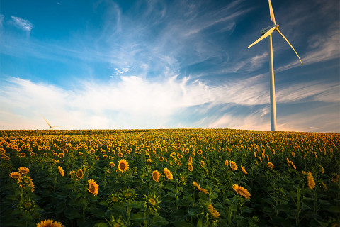A single windmill in a field of sunflowers.