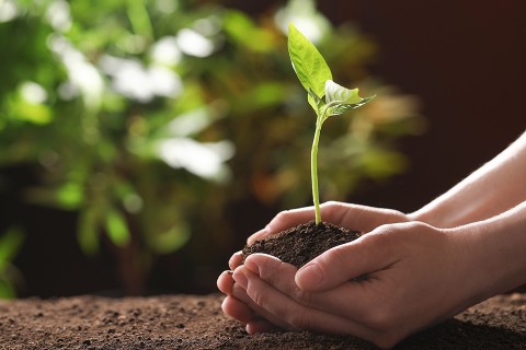 Cultivating a seedling.